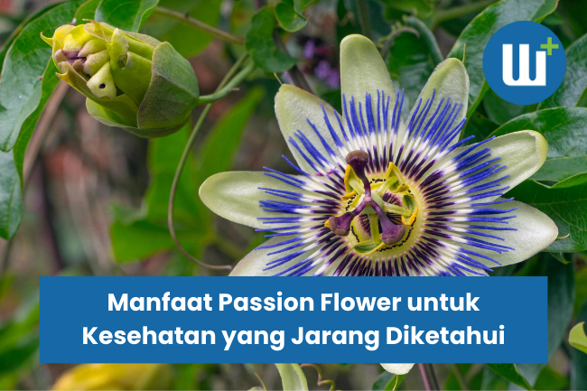 Manfaat Passion Flower untuk Kesehatan yang Jarang Diketahui